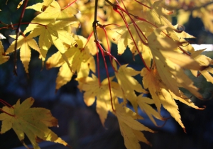 leaves and hands 6 Harmony Osteopaths Intention